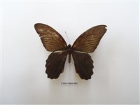 藏品(黑鳳蝶)的圖片